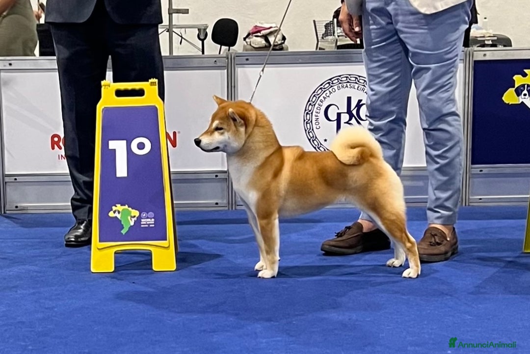 Shiba Inu cani in vendita: Shiba inu cuccioli  a Province of Pavia - Immagine 18