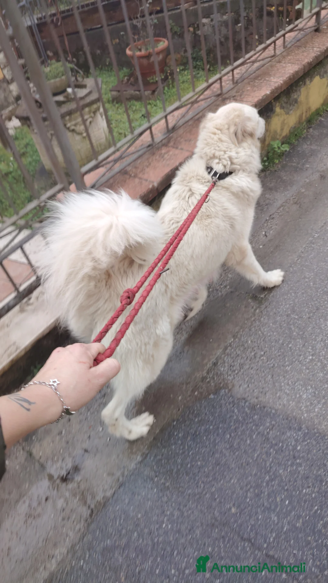 Meticcio cani in regalo: Regalo cuccioli cane - Annuncio 2