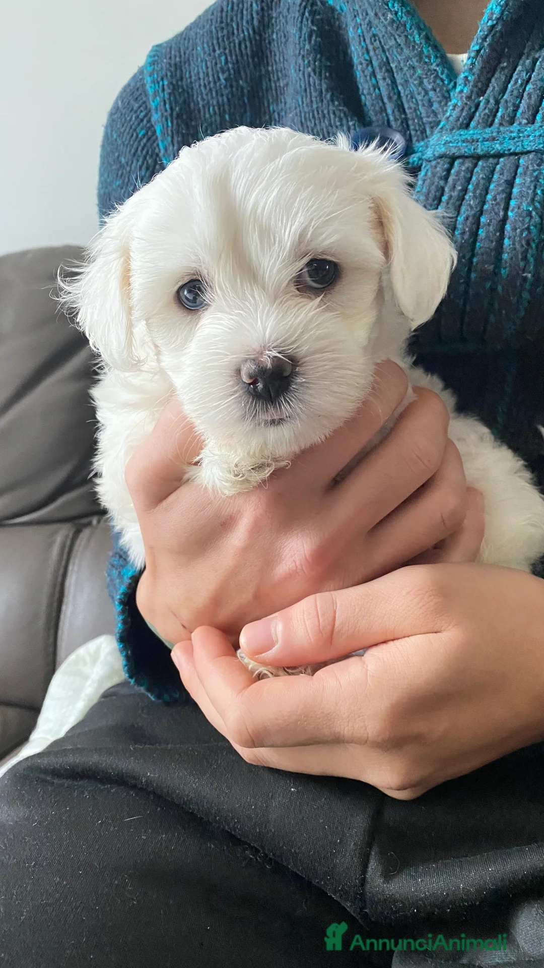 Maltese cani in vendita: Cuccioli di maltese - Annuncio 6