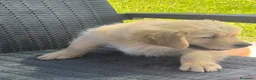 Golden Retriever cani in vendita: Golden retriever 90%linea americana pedigree ENCI  - Annuncio 21