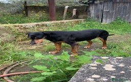 Segugio cani in regalo: FRITZ 5-6anni dolce segugio! - Annuncio 1