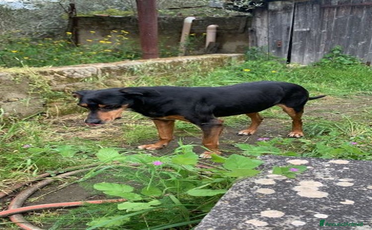 Segugio cani - Annuncio 5