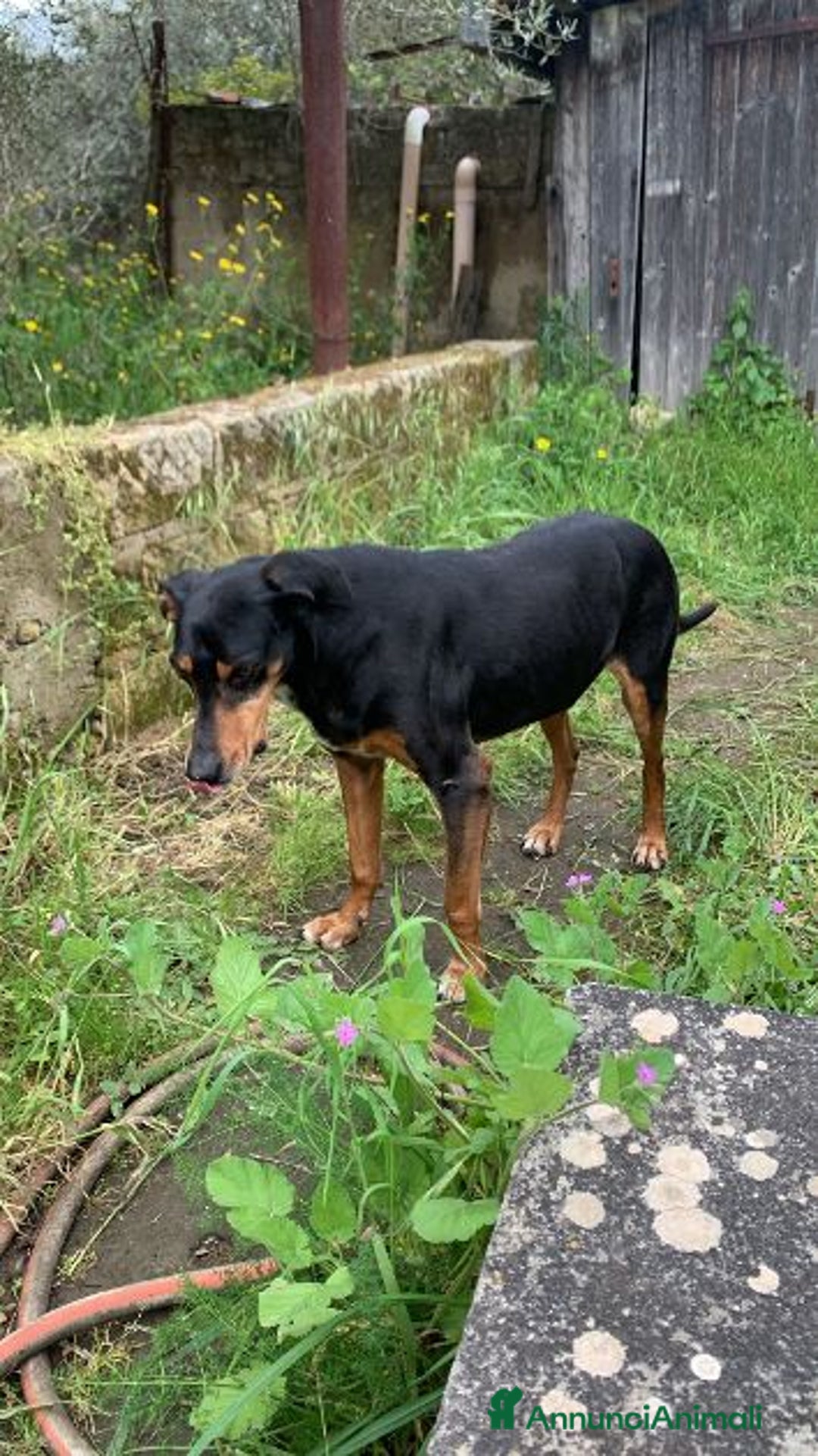 Segugio cani in regalo: FRITZ 5-6anni dolce segugio! - Annuncio 1