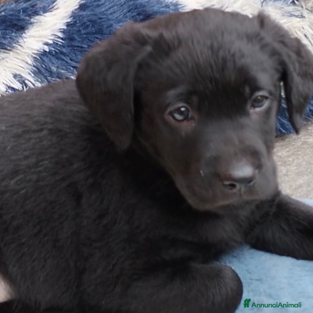 Labrador cani in vendita: cuccioli Labrador  - Annuncio 3