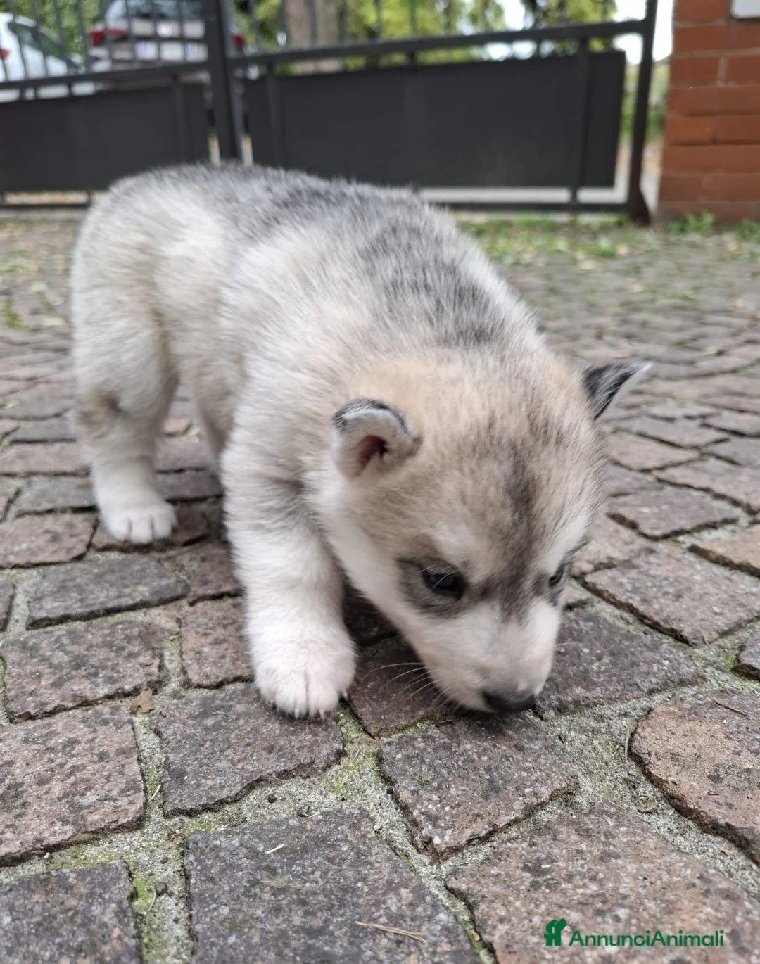 Husky cani in regalo: Siberian Husky in adozione - Annuncio 4