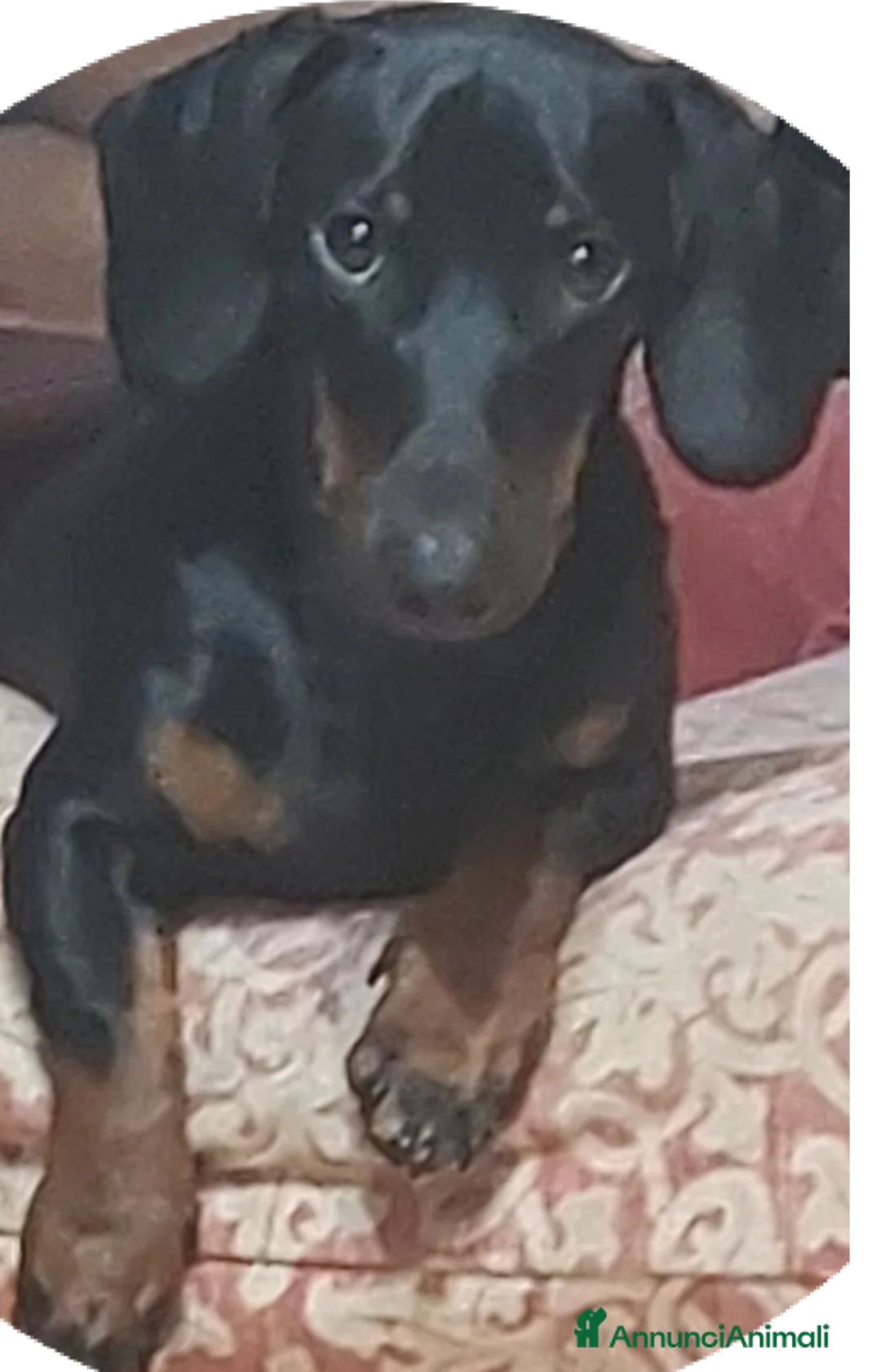 Bassotto cani in vendita: Cuccioli di bassotto  - Annuncio 4