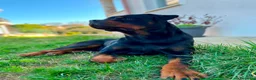 Rottweiler cani in vendita: Rottweiler  - Annuncio 2