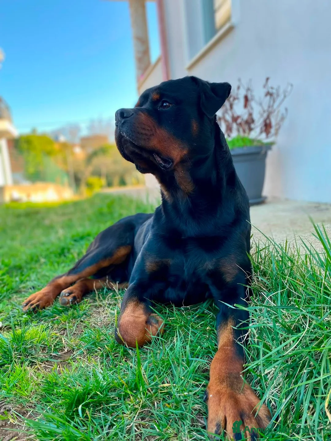 Rottweiler cani in vendita: Rottweiler  - Annuncio 2