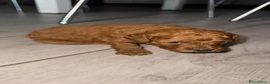 Barboncino Toy 1