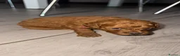 Barboncino Toy cani in vendita: Barboncini red a Città metropolitana di Palermo - Annuncio 2