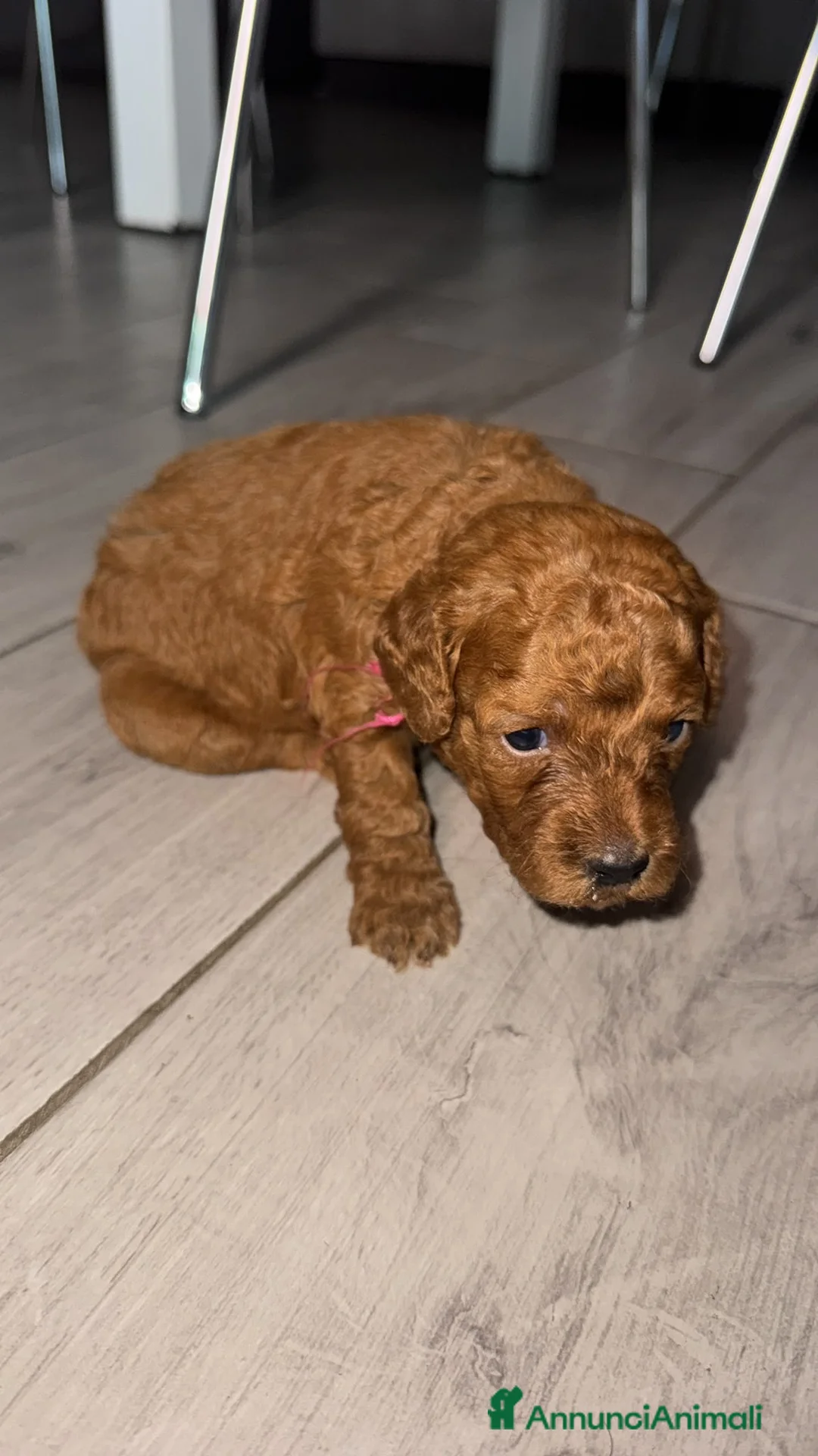 Barboncino Toy cani in vendita: Barboncini red a Città metropolitana di Palermo - Annuncio 2