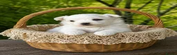 Maltese cani in vendita: Cuccioli di Maltese con pedigree ENCI - Annuncio 13