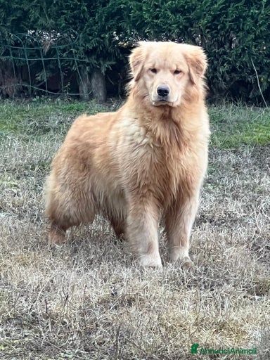 Immagine della galleria {{count}}