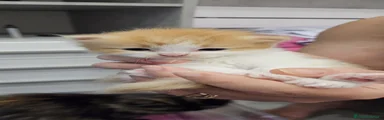 Persiano 1
