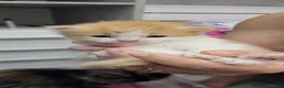 Persiano gatti in vendita: Cuccioli di gatto persi - Annuncio 5