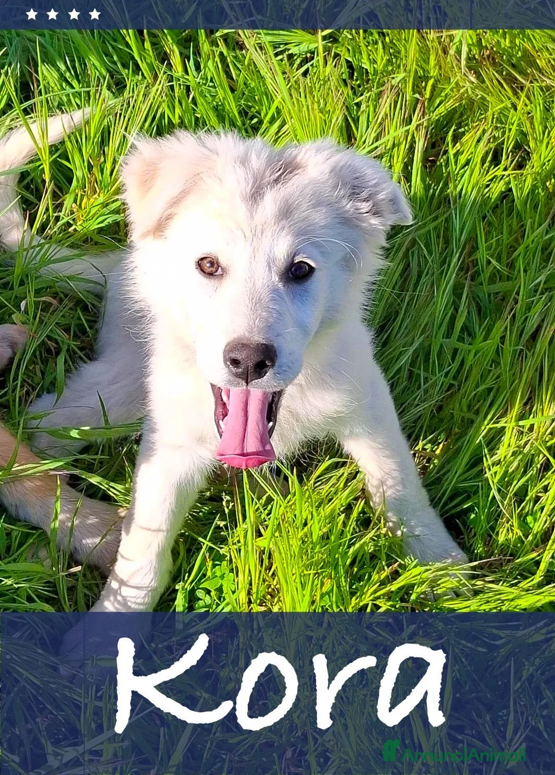 Meticcio cani in regalo: KIRA 🩷 - cucciola mix pastore, dolce, cerca casa - Annuncio 1