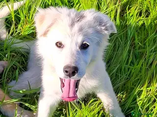 Meticcio cani KIRA 🩷 - cucciola mix pastore, dolce, cerca casa - Annuncio 26