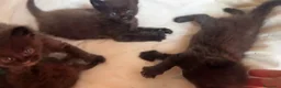 Maine Coon gatti in vendita: Cuccioli di maine coon manto nero  - Annuncio 13