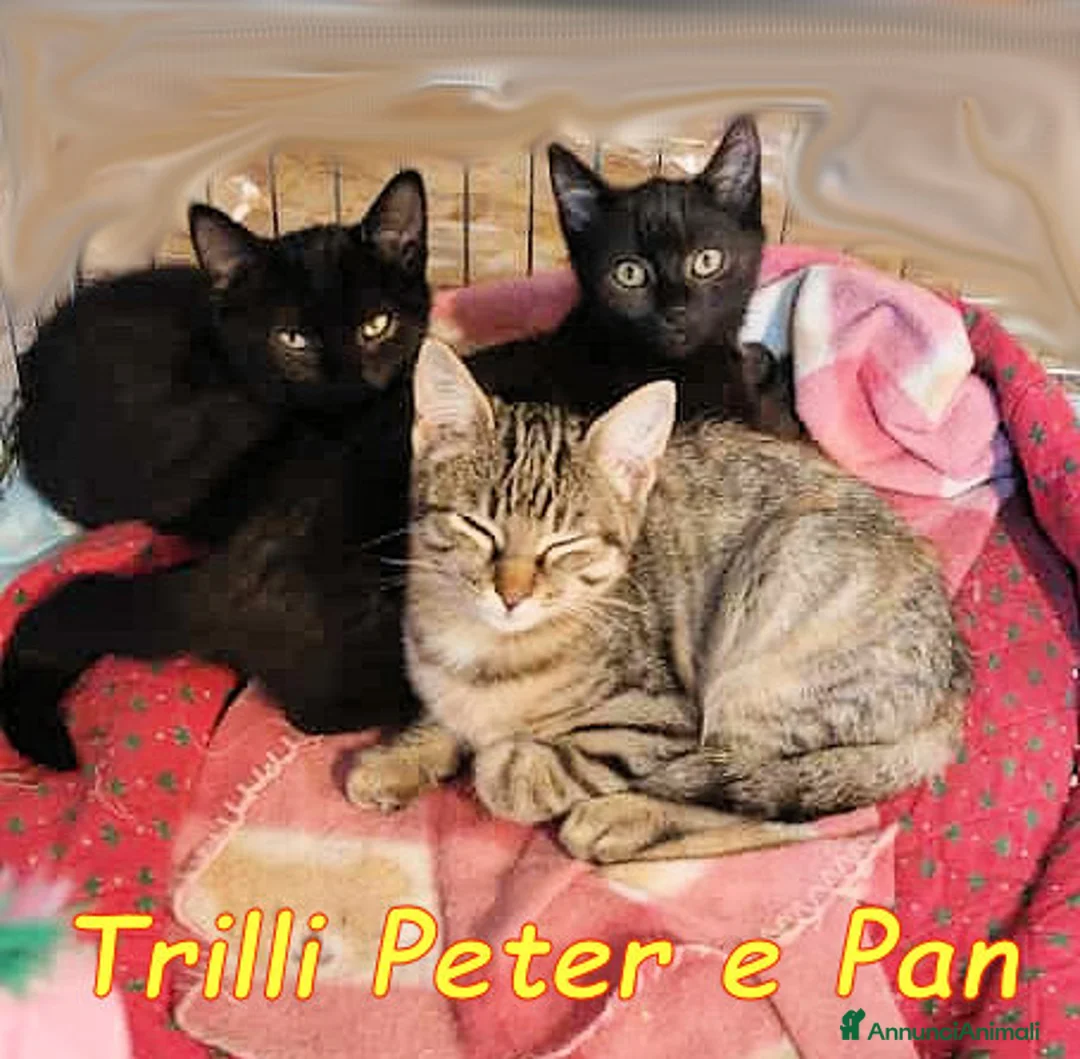 Europeo gatti in regalo: 🐾✨ TRILLI, PETER e PAN ✨🐾 - Annuncio 3