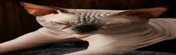 Sphynx gatti per accoppiamento: Sphynx  - Annuncio 3