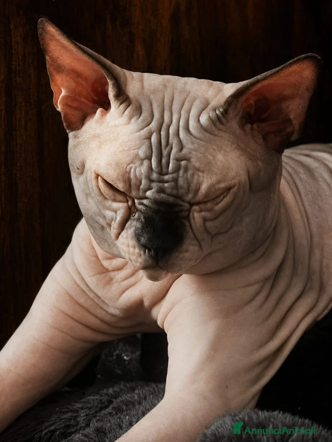 Sphynx gatti per accoppiamento: Sphynx  - Annuncio 3