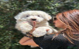 Altre razze cani in regalo: BUENO KINDER TRONKY a Provincia di Bergamo - Immagine 2