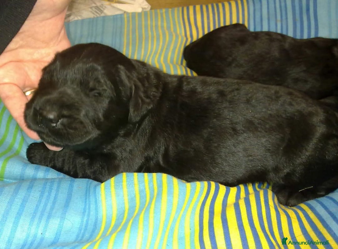 Schnauzer Gigante cani in vendita: Nata Cucciolata X  - Annuncio 4