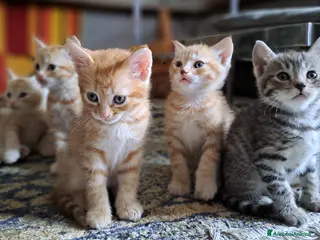 Europeo gatti Splendidi gattini cercano casa - Annuncio 2