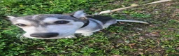 Husky cani in vendita: Husky maschio - Annuncio 3