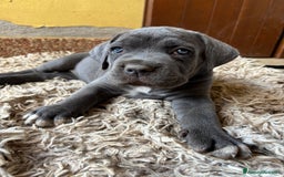 Cane Corso cani in vendita: Cuccioli cane corso a Provincia di Verona - Immagine 16