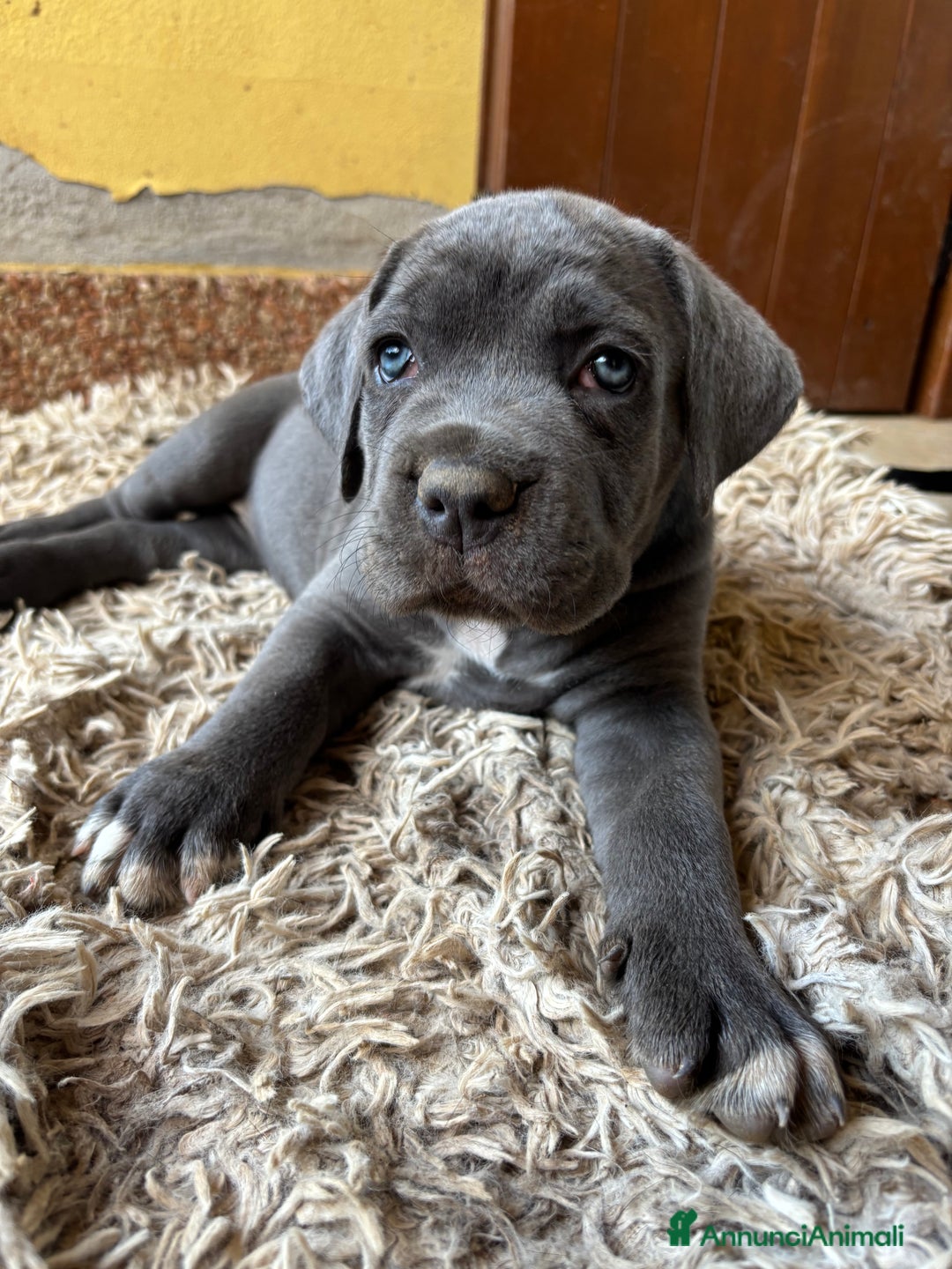 Cane Corso cani in vendita: Cuccioli cane corso a Provincia di Verona - Immagine 16