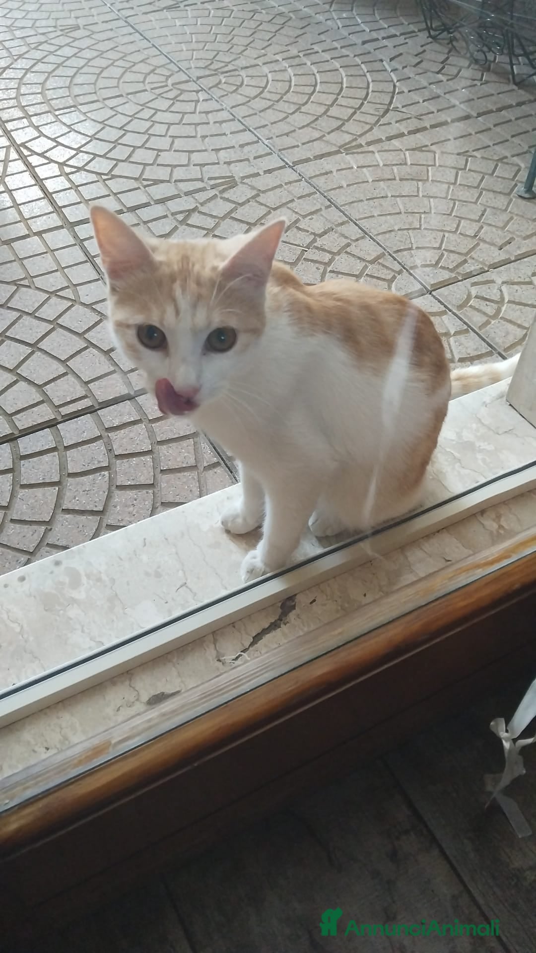 Meticcio gatti GATTINI E GATTI ADULTI - Annuncio 1