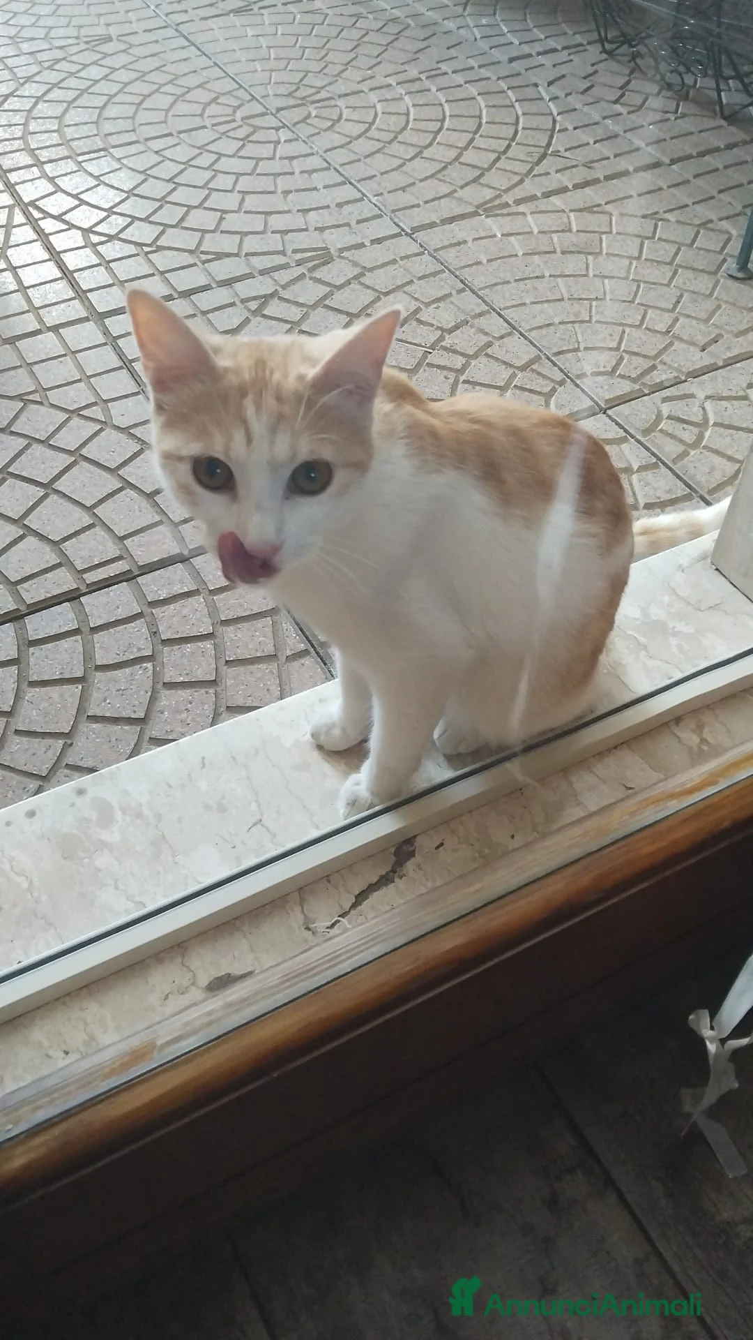 Meticcio gatti in regalo: GATTINI E GATTI ADULTI a Provincia di Piacenza - Annuncio 1