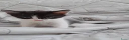 Europeo gatti in vendita: Gattini europei a Provincia di Lodi - Annuncio 2