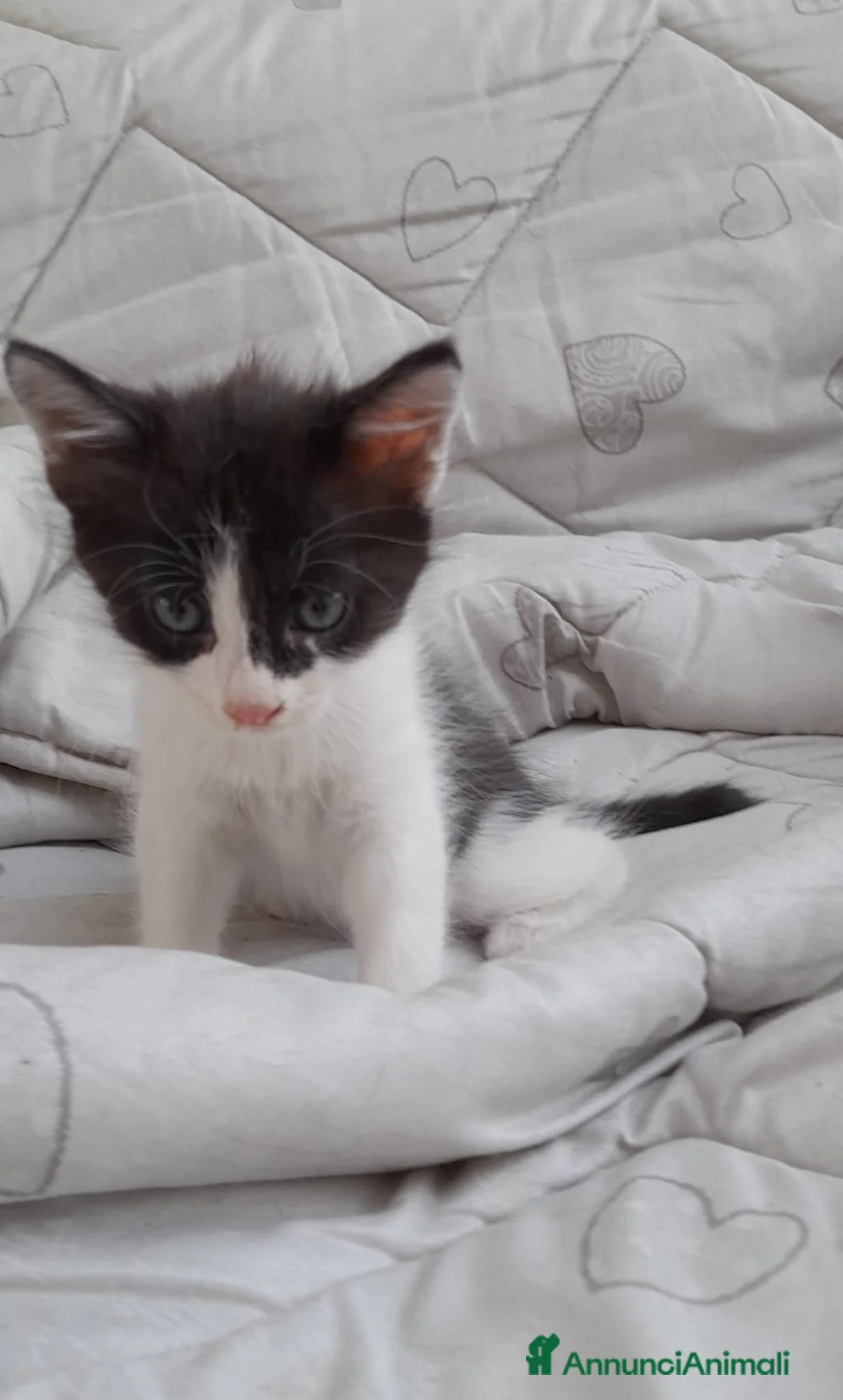 Europeo gatti in vendita: Gattini europei a Provincia di Lodi - Annuncio 2