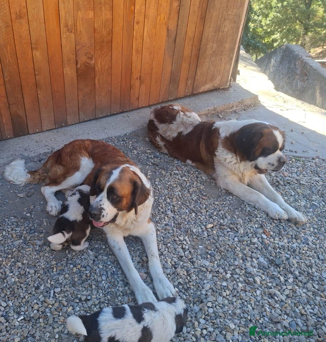 San Bernardo cani Cuccioli di San Bernardo  - Annuncio 22