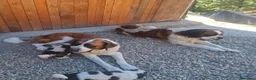 San Bernardo cani in vendita: Cuccioli di San Bernardo  a Città Metropolitana di Bologna - Annuncio 1
