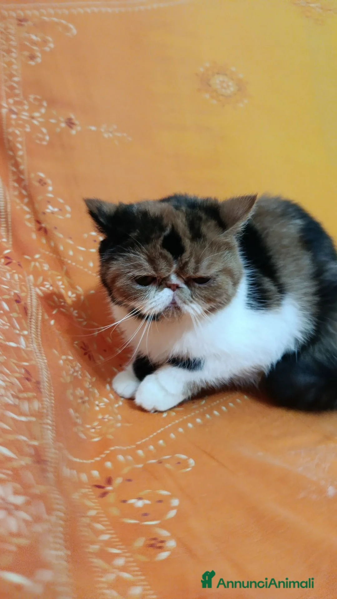 Exotic Shorthair gatti in vendita: Gatta exotic shorter  - Annuncio 2