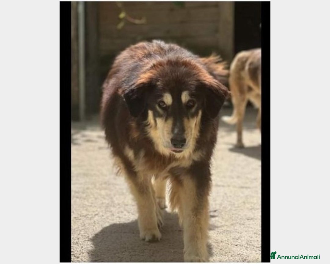 Meticcio cani in regalo: Lady 4anni pelo lungo da 1lager a Roma in stallo a Milano - Annuncio 3