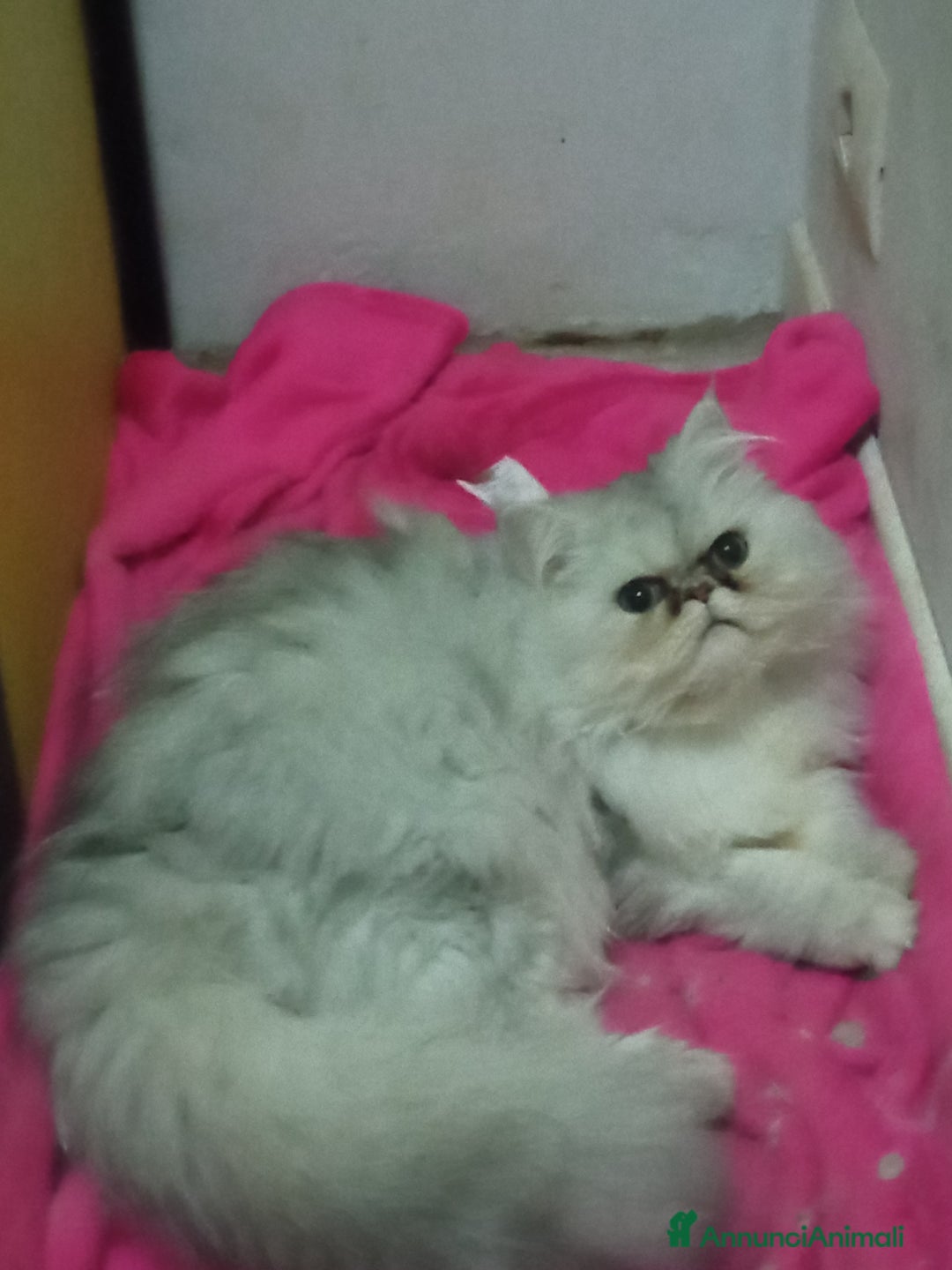 Persiano gatti in vendita: Gatto persiano chinchilla Silver argentato  - Immagine 1