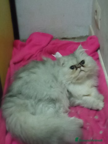 Persiano gatti - Annuncio 14