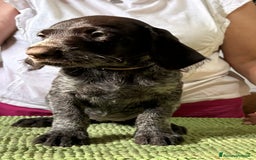 Drahthaar cani in vendita: Cuccioli di Drahthaar  a Provincia di Pordenone - Immagine 14