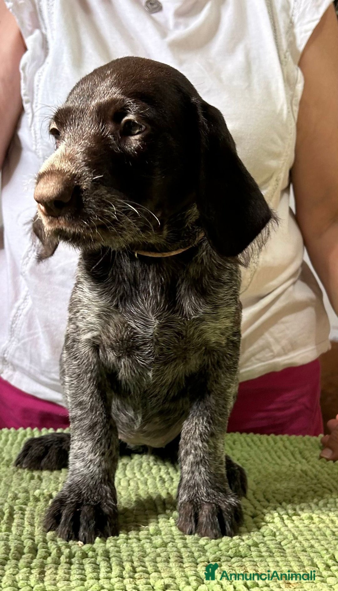 Drahthaar cani in vendita: Cuccioli di Drahthaar  a Provincia di Pordenone - Immagine 14