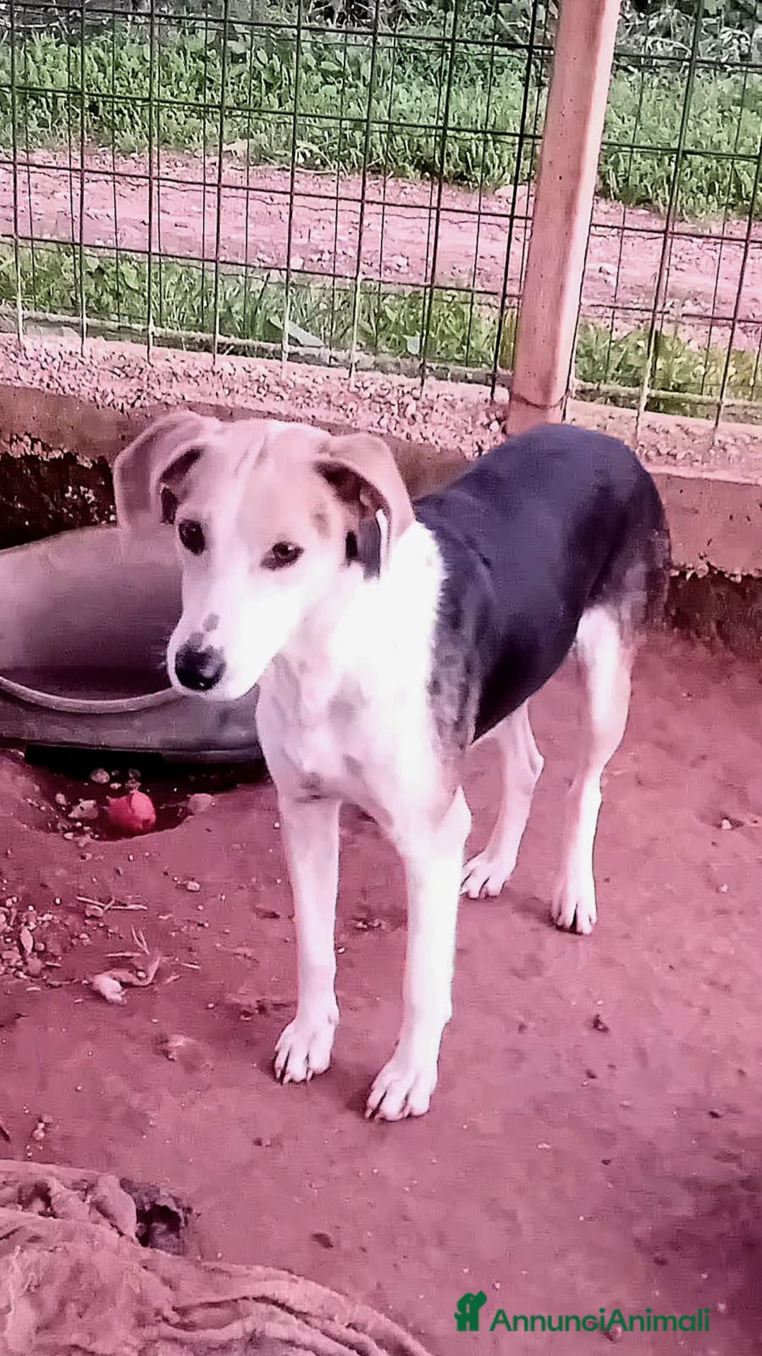 Altre razze cani in regalo: egle  - Annuncio 3