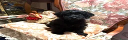 Maltipoo cani in vendita: Cuccioli Maltipoo - Annuncio 14