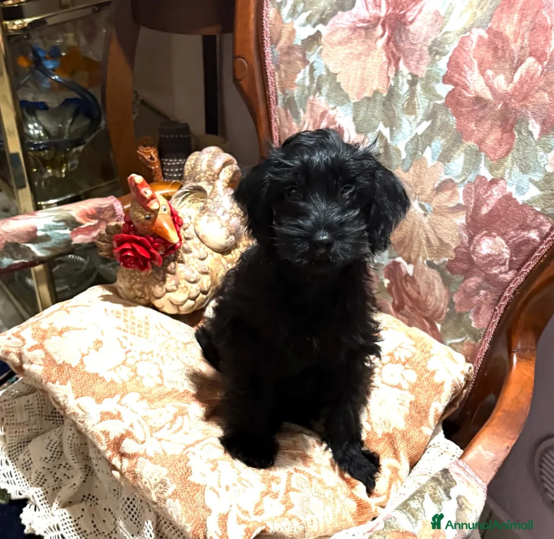 Maltipoo cani in vendita: Cuccioli Maltipoo - Annuncio 14