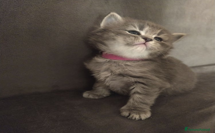 Siberiano gatti - Annuncio 1