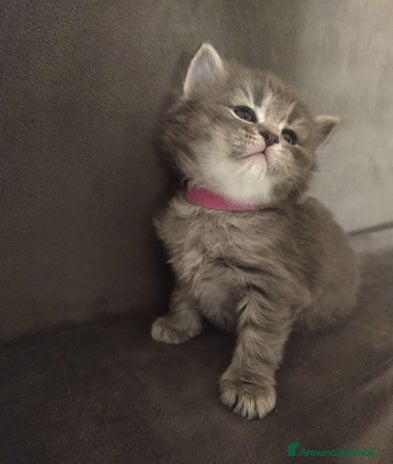 Siberiano gatti - Annuncio 1