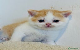 British gatti in vendita: 🐾 Cuccioli British Shorthair 🐾  a Provincia di Padova - Immagine 15