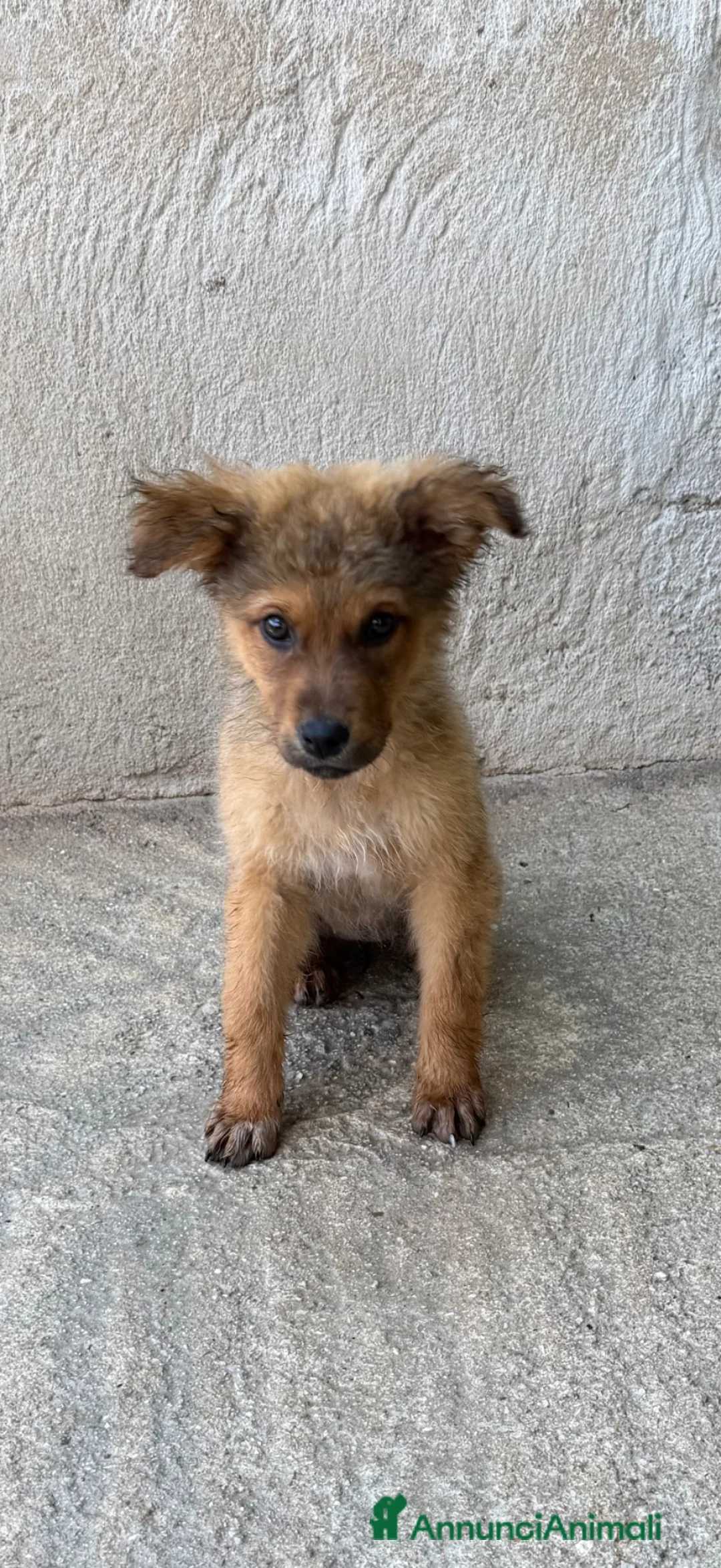 Meticcio cani in regalo: Lea femmina  a Città Metropolitana di Torino - Annuncio 4